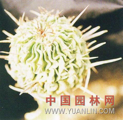 鶯鳴玉 