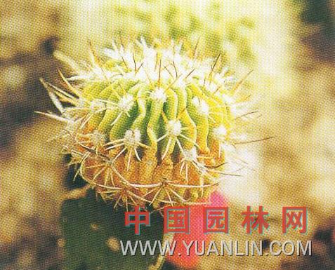 鶯鳴玉錦 