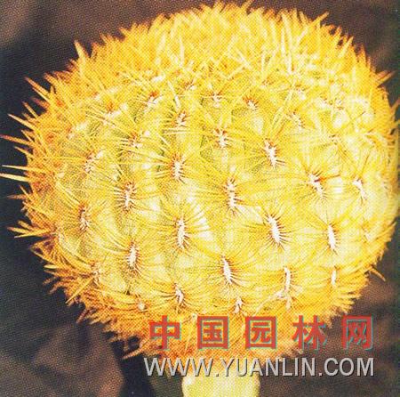 優(yōu)髯球 