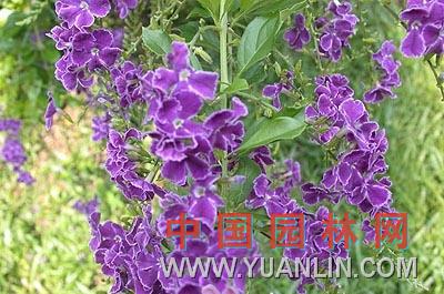 假連翹 番仔刺、籬笆樹、洋刺、花墻刺、桐青、白解