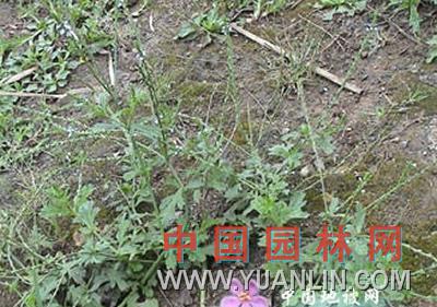 馬鞭草 紫頂龍芽草、野荊芥、龍芽草、鳳頸草、蜻蜓草、退血草、燕尾草