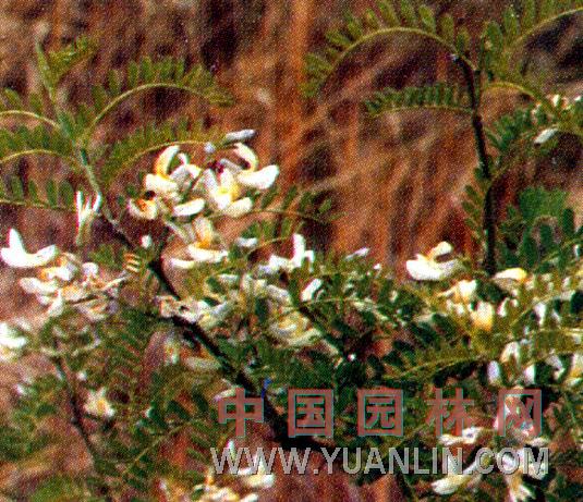 白刺花 馬蹄針、狼牙刺