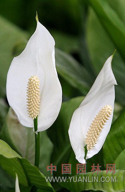 白鶴芋 苞葉芋，白掌，一帆風(fēng)順