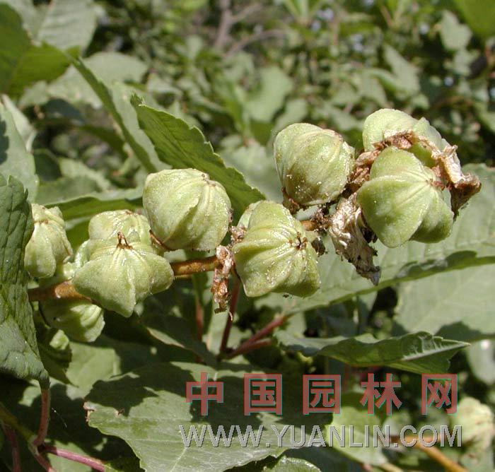 白鵑梅 金瓜果、繭子花