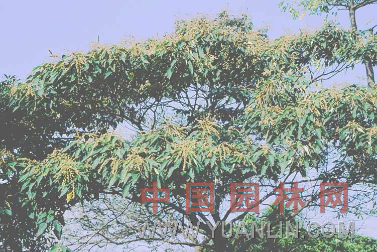 白匏仔 白面風(fēng)、白鶴葉、白面戟、白桃葉、酒藥子樹、白膜樹