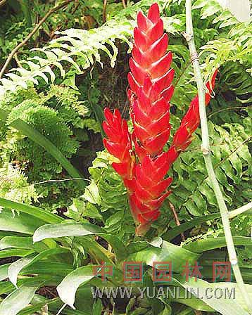 彩苞鳳梨 大劍鳳梨、火炬、大鸚哥鳳梨