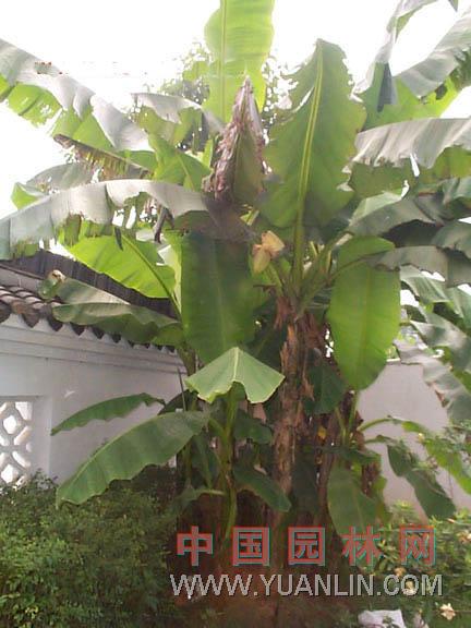 芭蕉 綠天、扇仙