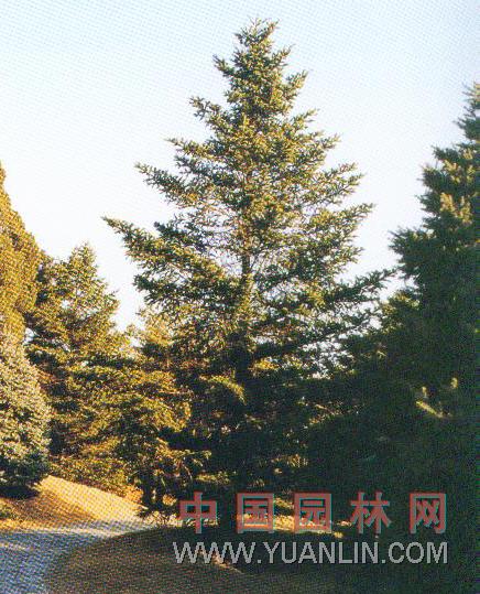 杉松 遼東冷杉、沙松、白松