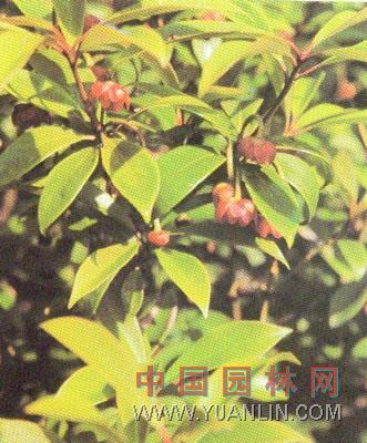 紅茴香 十四角茴香、大茴香、山木蟹、木蟹柴、大茴、紅毒茴