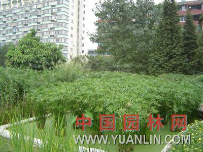 旱傘草 水棕竹、傘草、風(fēng)車草