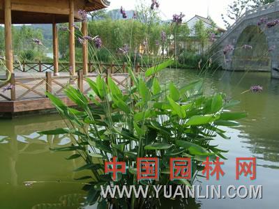 再力花 水竹芋、水蓮蕉、塔利亞 