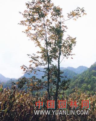 漆樹 大木漆、小木漆，山漆，植苜，瞎妮子
