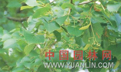 糯米椴 糯米樹(shù)  粉椴 亨利椴樹(shù)