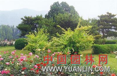 金葉無毛風(fēng)箱果 