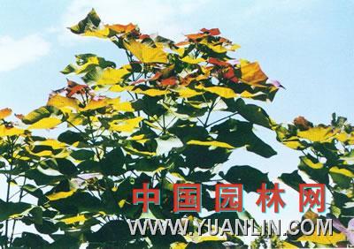 紫葉美國(guó)梓樹(shù) 