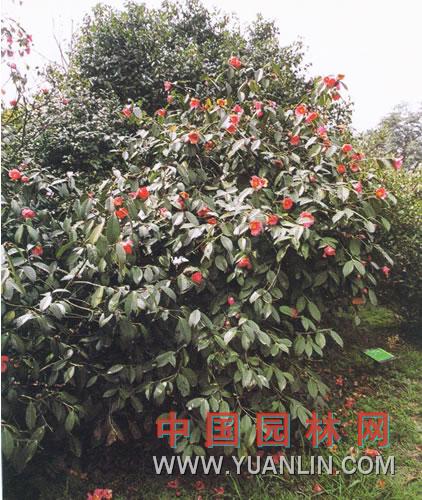 紅花油茶 浙江紅山茶