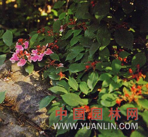 紅花莢蒾 