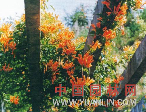 炮杖花 炮仗藤http