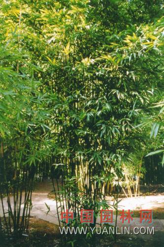 唐竹 四季竹http