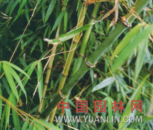 灰香竹 