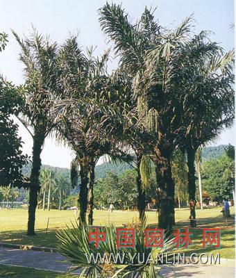 桄榔 砂糖椰子  莎木
