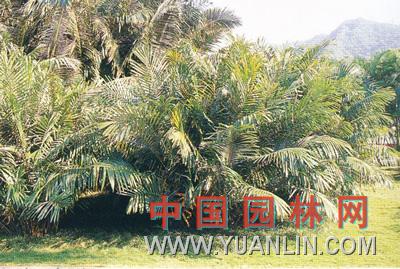 香桄榔 散尾棕 山棕 矮桄榔