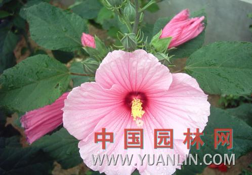 大花秋葵 草芙蓉、大花芙蓉葵</title><scr