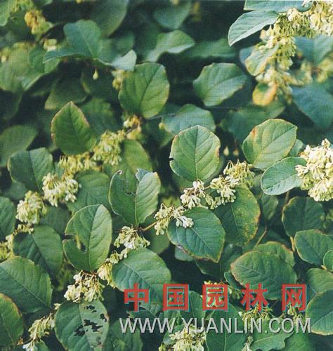 虎仗 黃藥子 竹節(jié)參 班莊根</title><s
