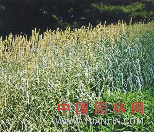 麗蚌草 塊莖燕麥 條紋燕麥草 銀邊草</ti