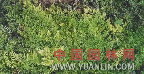 海金沙 金沙藤、左轉(zhuǎn)藤、竹園荽、海金沙草、海金沙藤等