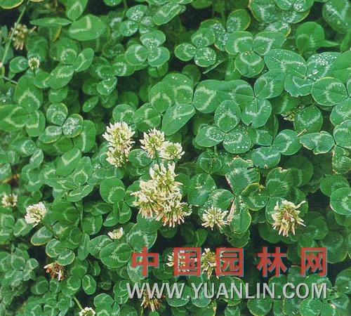 白花三葉草 白三葉、白車軸草、白花苜蓿