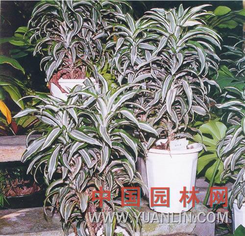 縞葉竹蕉 