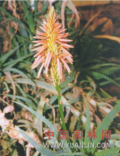 草蘆薈 盧會、象膽