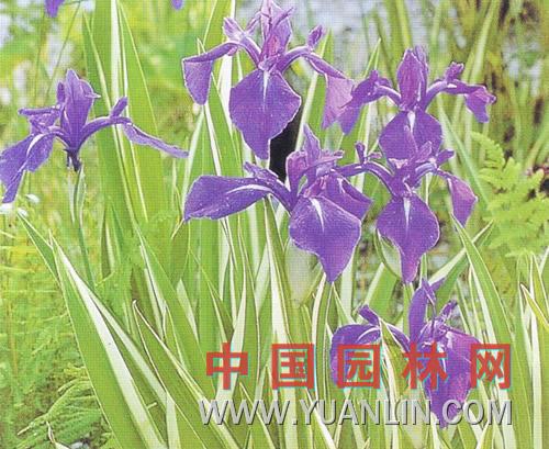 燕子花 