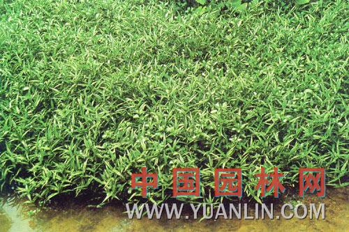 竹節(jié)草 野麥、石柱花、十樣景花、粘人草、草籽花、紫穗茅香