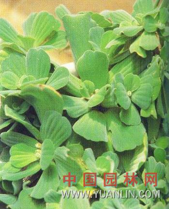 大漂 肥豬草、水芙蓉