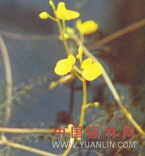 黃花貍藻 黃花挖耳草、金魚(yú)茜、貍藻、水上一枝黃花