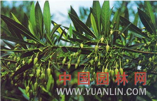 海南杜英 水石榕http