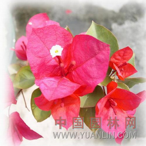 寶巾花 簕杜鵑 、葛、三角花，葉子花