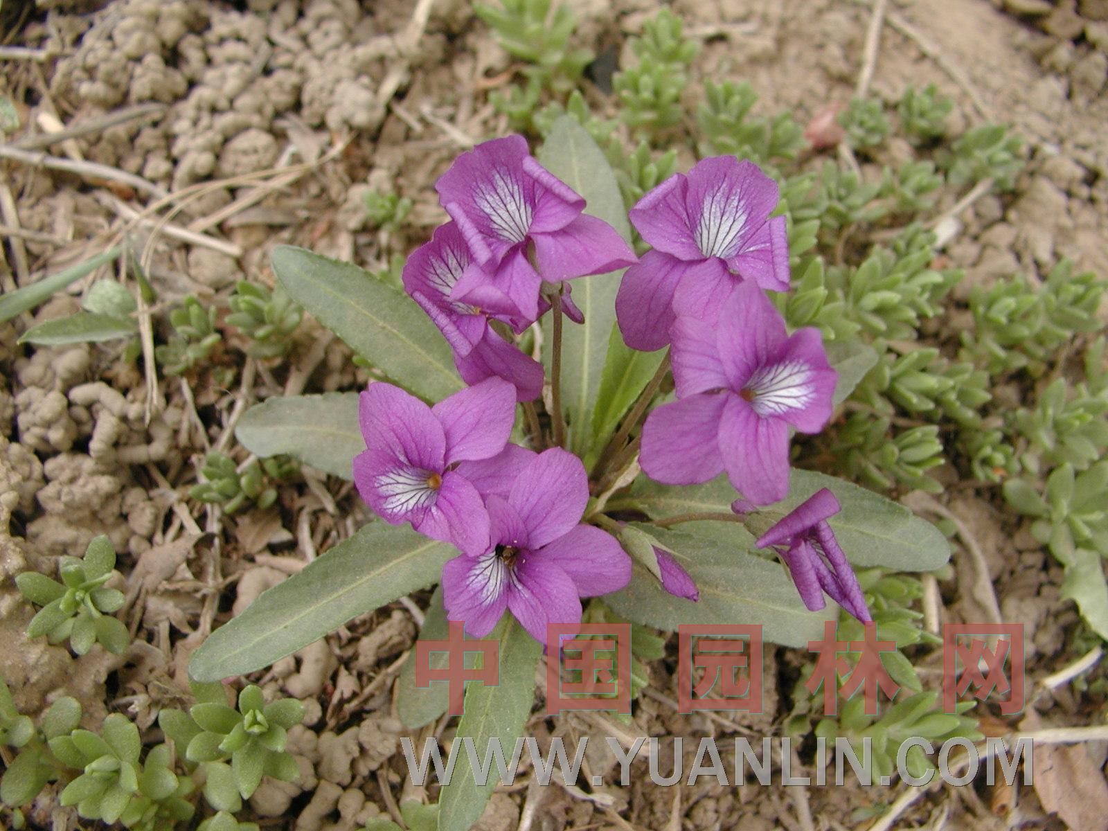 紫花地丁 二月蘭、山茄子
