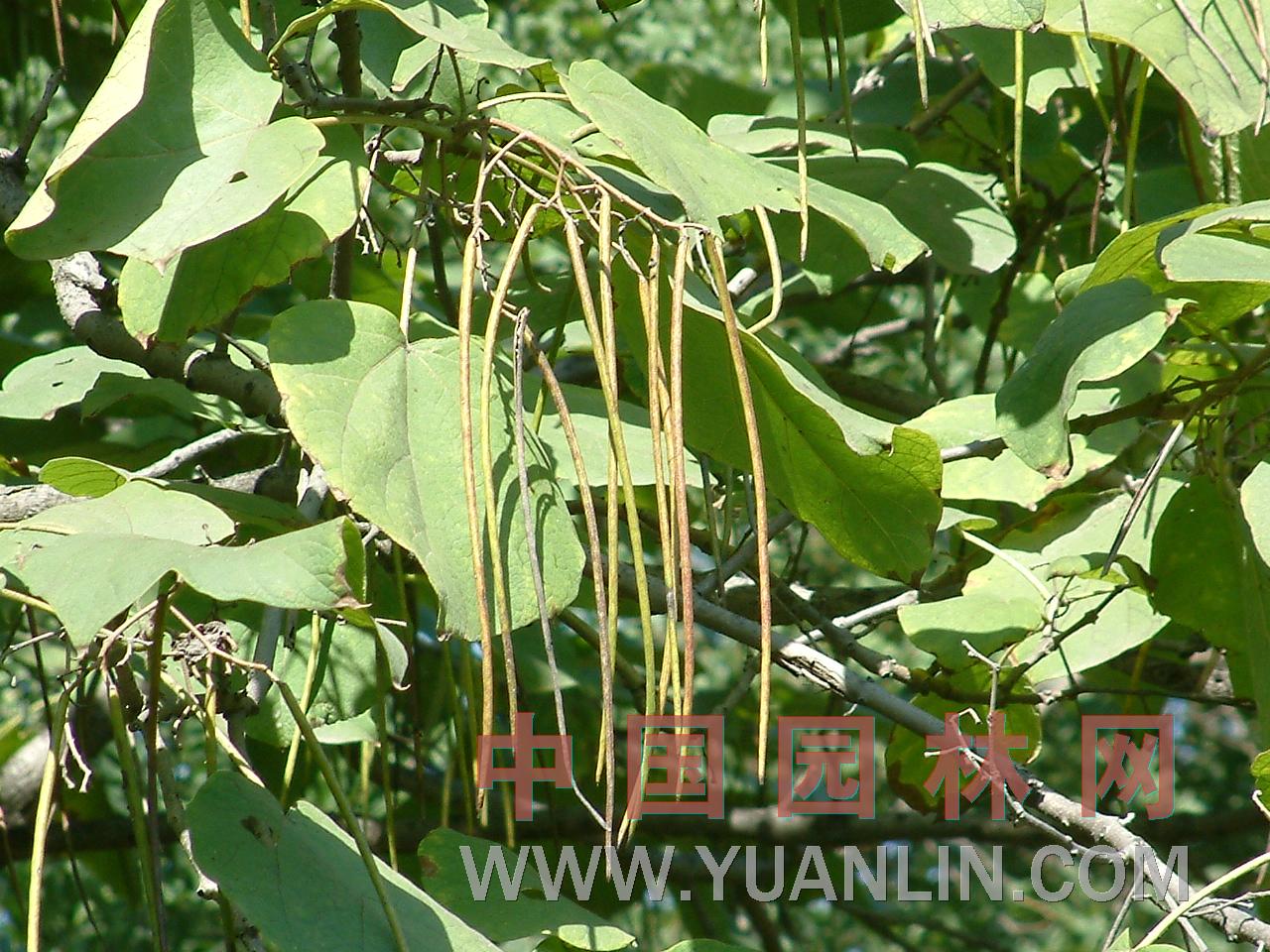 梓樹(shù) 黃花楸、木角豆、木葉梧桐