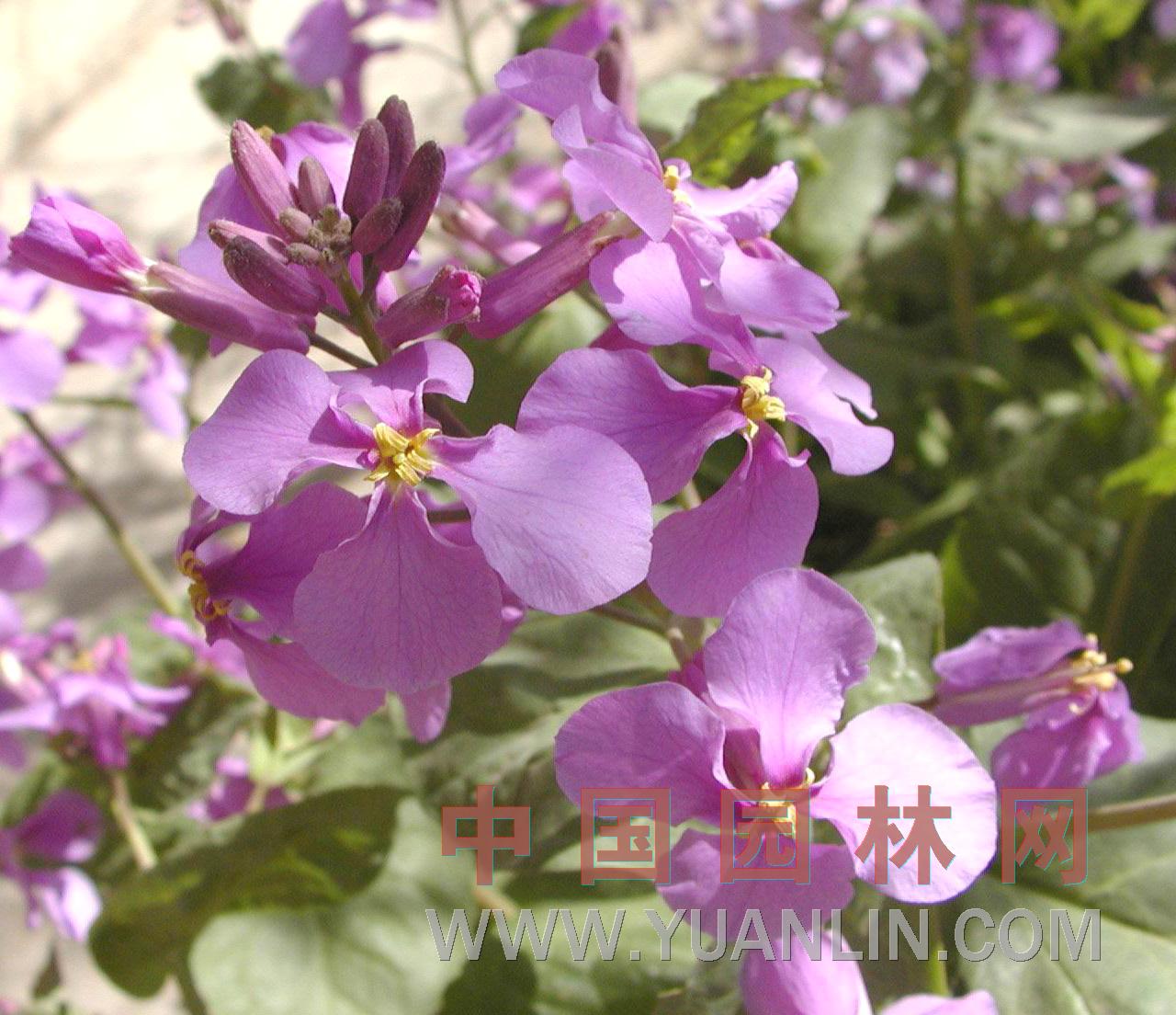 諸葛菜 諸葛菜、菜子花