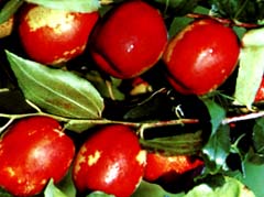 棗 紅棗、白蒲棗