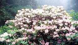 云錦杜鵑 天目杜鵑、千花杜鵑