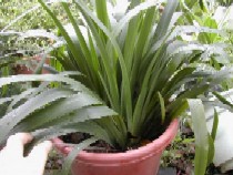 鳶尾 藍(lán)蝴蝶、扁竹花