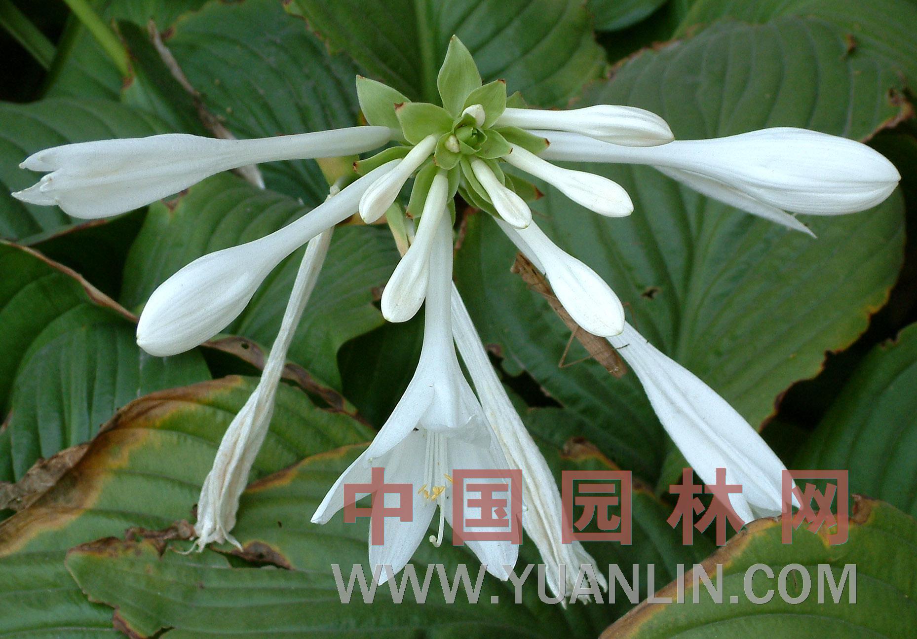 玉簪 玉春棒、白鶴花、玉泡花、白玉簪