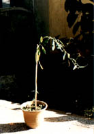 舞草 跳舞草、情人草、無風(fēng)自動草、多情草、風(fēng)流草、求偶草等