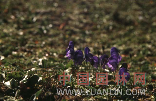 烏頭 草烏、烏藥、鹽烏頭、紫花烏頭、川烏頭、附子