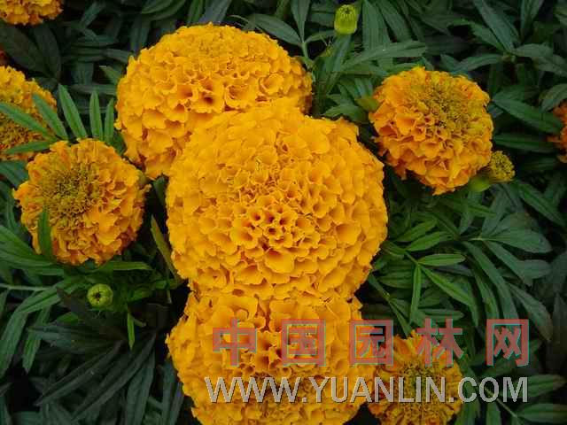萬壽菊 蜂窩菊、大芙蓉