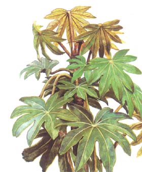 通脫木 木通樹、通草、天麻子